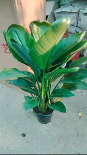 (Category: ) located in . Submitted by gardenfunfarm (Listing ID 1368704452, Image 1). Description: .