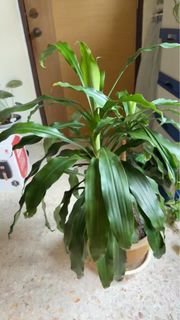 (Category: ) located in . Submitted by aung2hein (Listing ID 1368632899, Image 1). Description: .