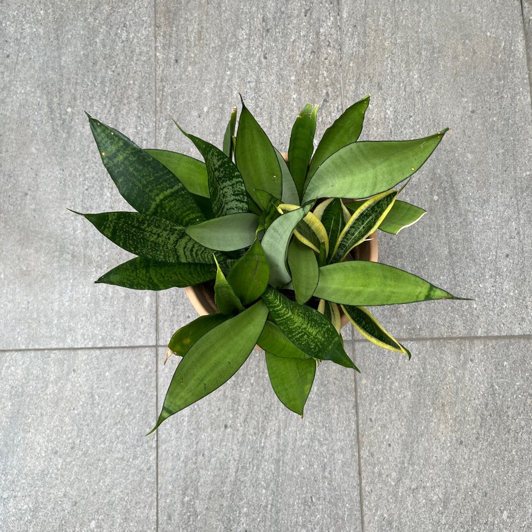 Sansevieria Combo64885063323521113