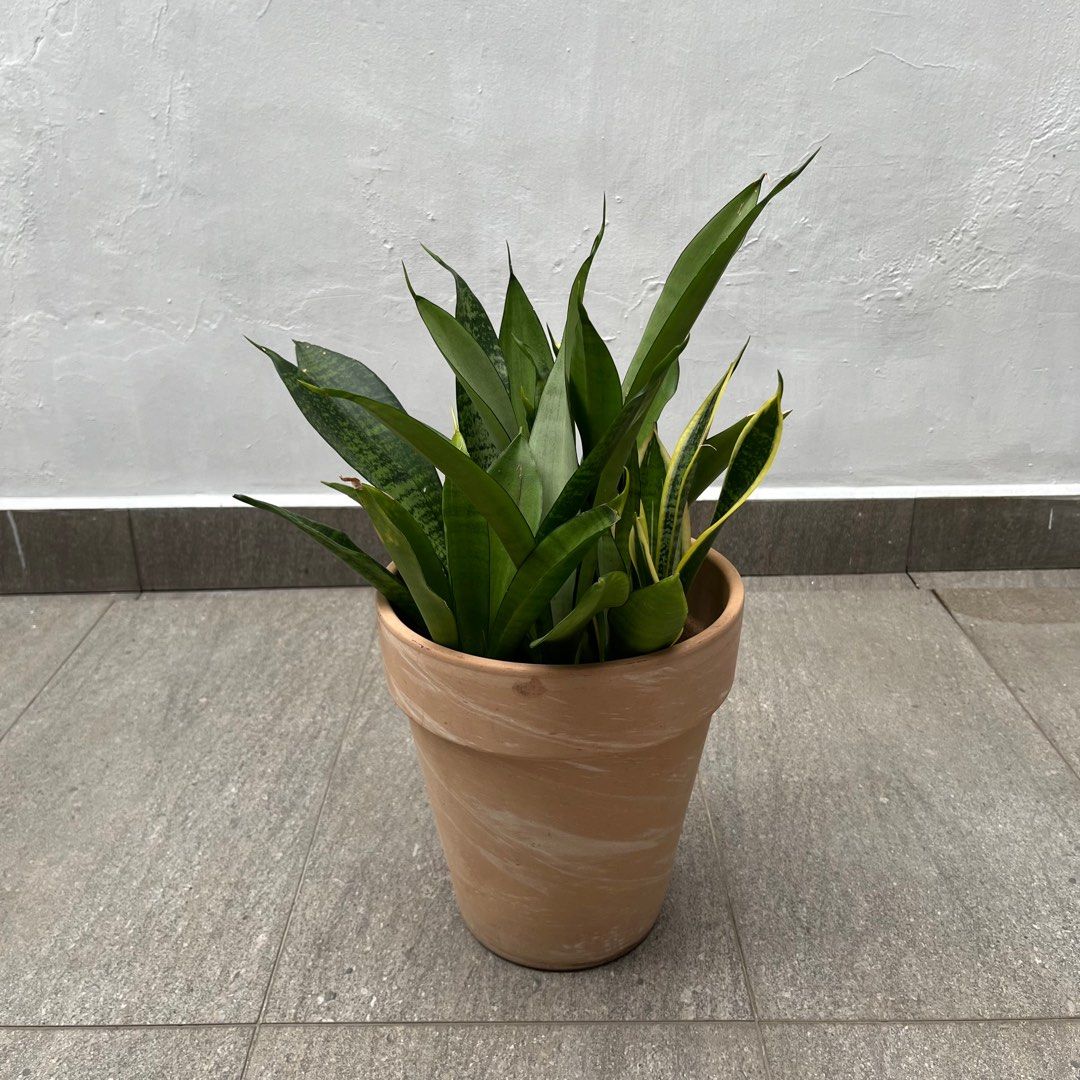 Sansevieria Combo64885063323521112