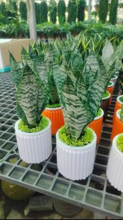 (Category: ) located in . Submitted by gardenfunfarm (Listing ID 1368702534, Image 1). Description: .