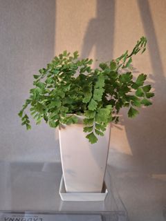 （分類：）位於 。 由 tclo99 提交（商品編號 1368897093，圖片 1）。簡介： 。