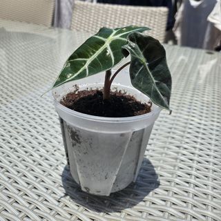 （分類：）位於 。 由 kykho 提交（商品編號 1368916872，圖片 1）。簡介： 。