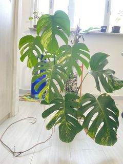 （分類：）位於 。 由 zharkie 提交（商品編號 1368860837，圖片 1）。簡介： 。