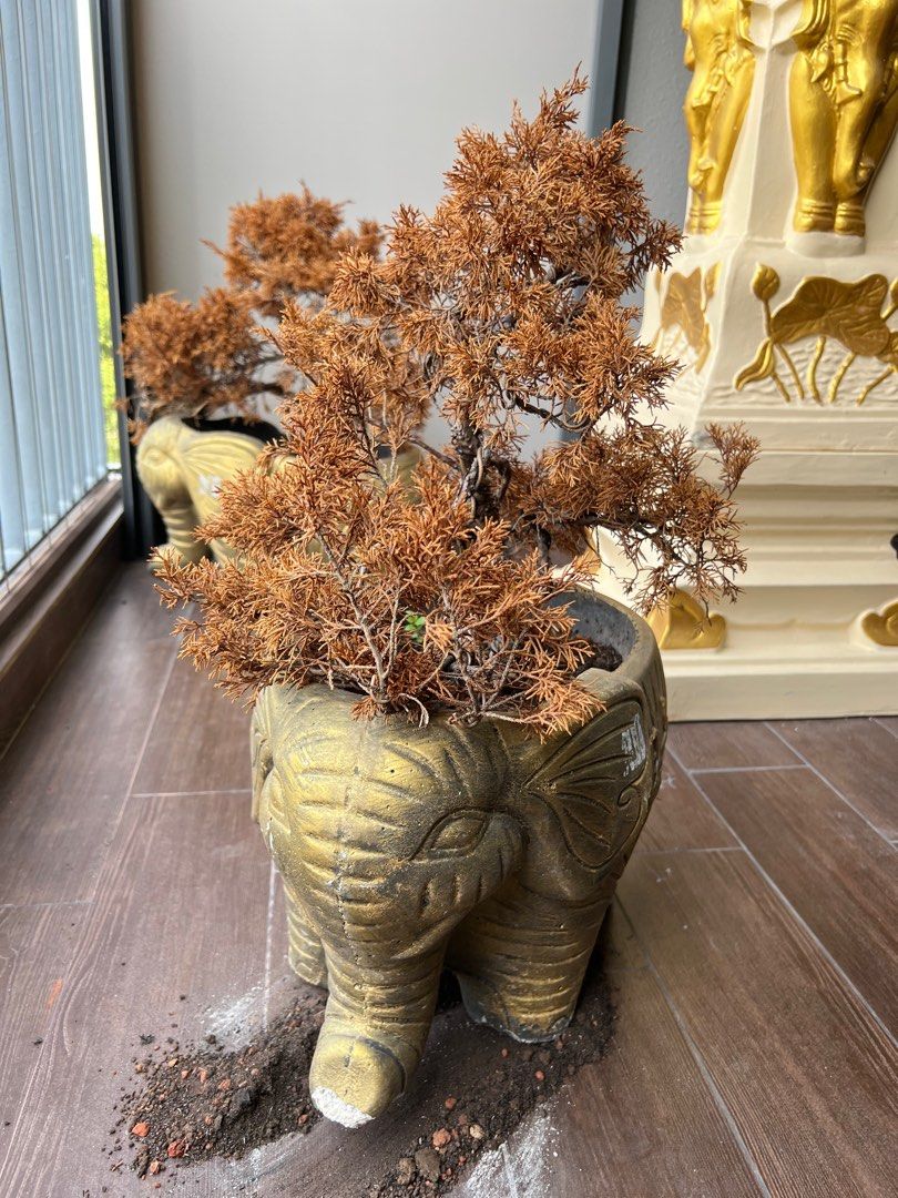 Plant and Elephant Pot