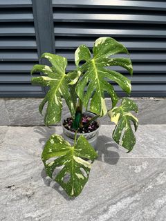 (Category: ) located in . Submitted by plant_guy (Listing ID 1369009786, Image 1). Description: .