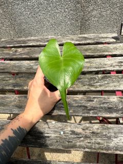 （分類：）位於 。 由 k6453 提交（商品編號 1369219212，圖片 1）。簡介： 。