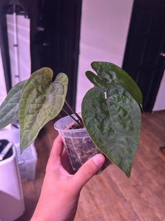 (Category: ) located in . Submitted by alkaloids (Listing ID 1369173955, Image 1). Description: .
