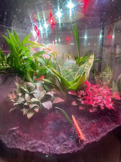 (Category: ) located in . Submitted by joy19919 (Listing ID 1359708152, Image 1). Description: .