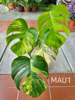 (Category: ) located in . Submitted by utaniaplants (Listing ID 1369256995, Image 1). Description: .