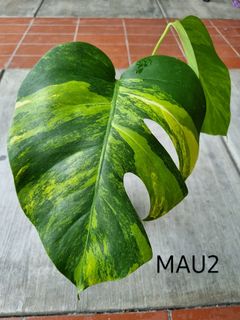 (Category: ) located in . Submitted by utaniaplants (Listing ID 1369257223, Image 1). Description: .
