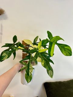 （分類：）位於 。 由 nairem_plants 提交（商品編號 1369268839，圖片 1）。簡介： 。