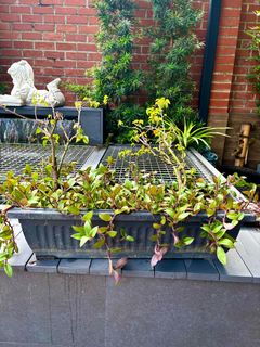 (Category: ) located in . Submitted by sue-ellen (Listing ID 1367117315, Image 1). Description: .