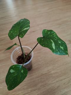 (Category: ) located in . Submitted by platyfolia (Listing ID 1369493279, Image 1). Description: .