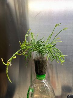 （分類：）位於 。 由 piotras 提交（商品編號 1369382191，圖片 1）。簡介： 。