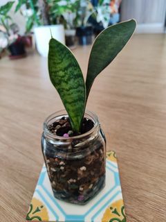 (Category: ) located in . Submitted by platyfolia (Listing ID 1369493082, Image 1). Description: .