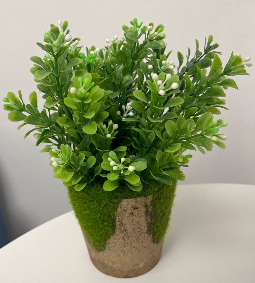 Small Pot of Flowers