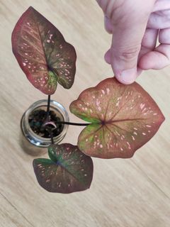 (Category: ) located in . Submitted by platyfolia (Listing ID 1369494212, Image 1). Description: .