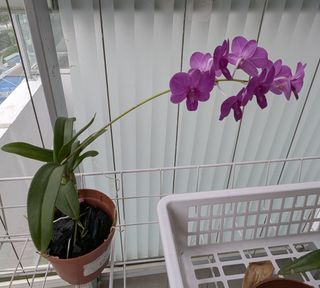 (Category: ) located in . Submitted by xlj2020 (Listing ID 1369502229, Image 1). Description: .