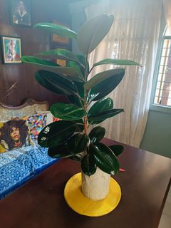 (Category: ) located in . Submitted by ofwmom (Listing ID 1369601044, Image 1). Description: .