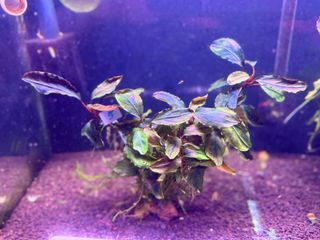 （分類：）位於 。 由 issac8545652 提交（商品編號 1369771725，圖片 1）。簡介： 。
