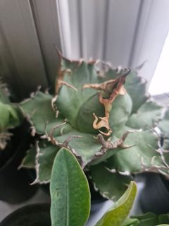 (Category: ) located in . Submitted by excess.plants (Listing ID 1369769948, Image 1). Description: .