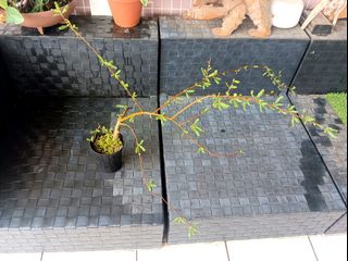 （分類：）位於 。 由 dogk9 提交（商品編號 1369721180，圖片 1）。簡介： 。