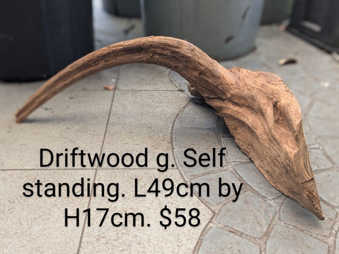Extra large beautiful shaped Malayan driftwood (Category: Homes & Other Pet Accessories) located in Singapore. Submitted by elmohi5 (Listing ID 1369698376, Image 1). Description: Extra large beautiful shaped Malayan driftwood 100% authentic high quality Malayan driftwood. Imported from Malaysia, not china. Brand new. Self standing. Guarantee to sink. $58. Fixed price. 45 other beautiful driftwoods to choose from. Soaking service available at $5 /