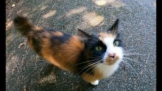 （分類：）位於 。 由 evatongmama 提交（商品編號 1369763226，圖片 1）。簡介： 。