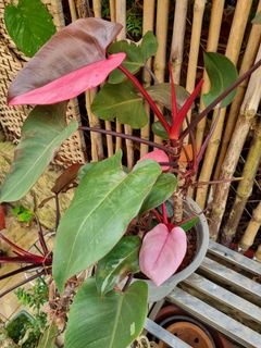 (Category: ) located in . Submitted by plantupsg (Listing ID 1369700941, Image 1). Description: .