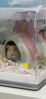 (Category: ) located in . Submitted by bulubulubali (Listing ID 1369843907, Image 1). Description: .