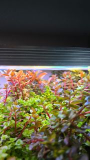 (Category: ) located in . Submitted by undergroundbeavers (Listing ID 1369849622, Image 1). Description: .