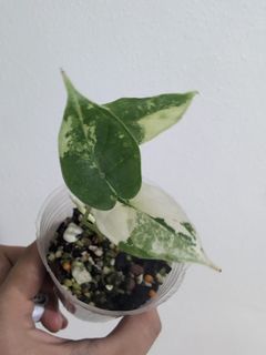 (Category: ) located in . Submitted by bloomandgrowsg (Listing ID 1368508830, Image 1). Description: .