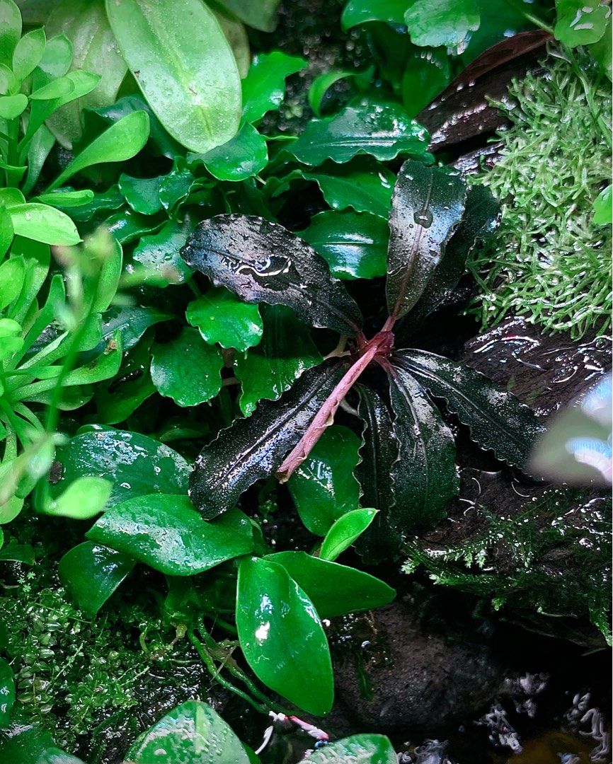IZUさん Bucephalandra sp. Motleyana Bucephalandra sp.