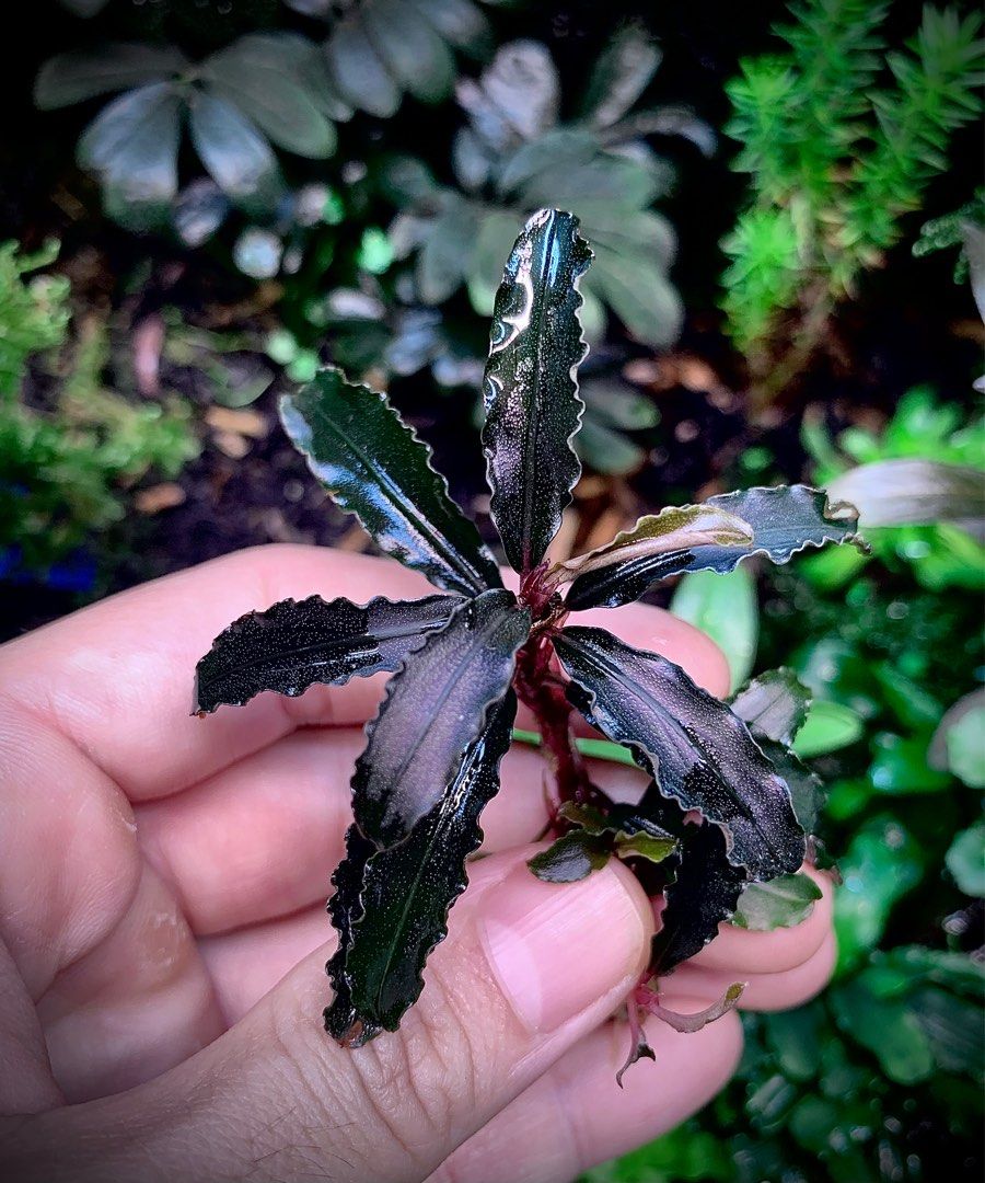 水草 Bucephalandra sp. Motleyana Red-stem 水草 Bucephalandra sp. Motleyana Red-stem 水草 Bucephalandra