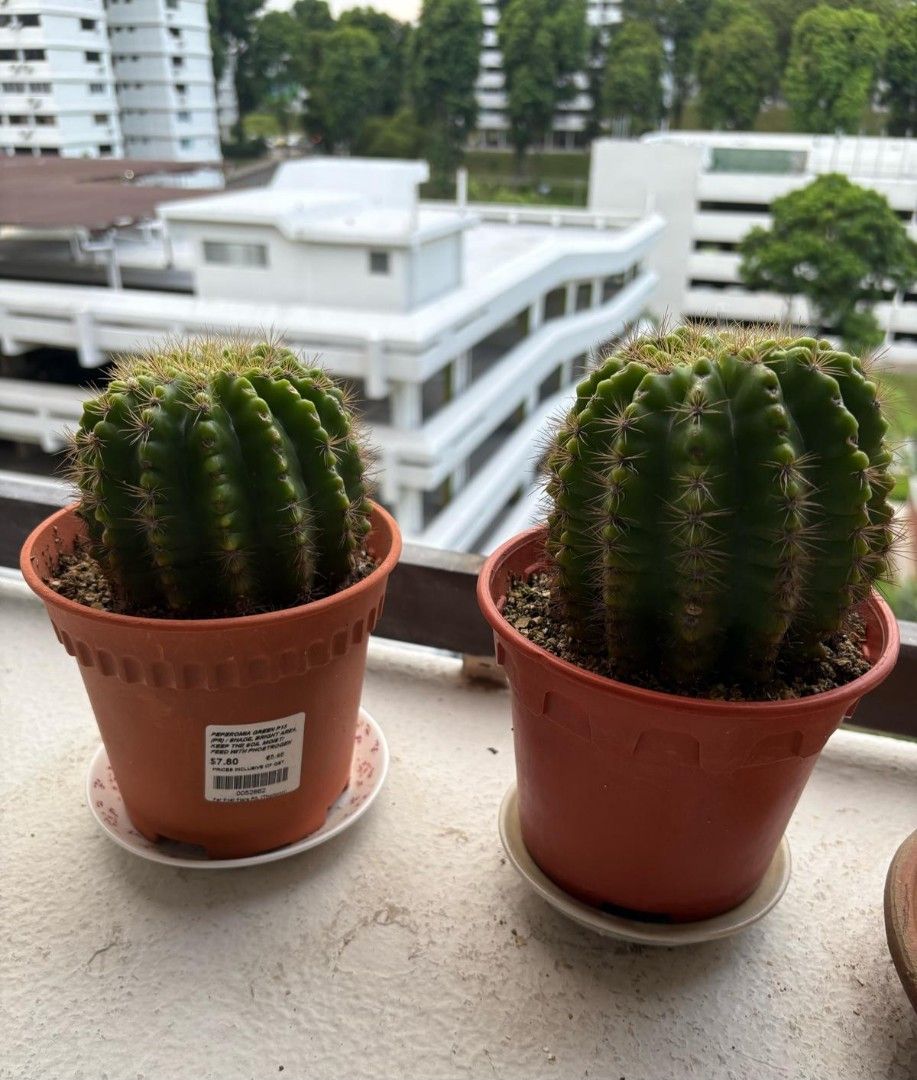 Cactus Plant in Pot