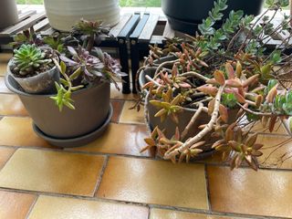 （分類：）位於 。 由 rtocco 提交（商品編號 1369336903，圖片 1）。簡介： 。