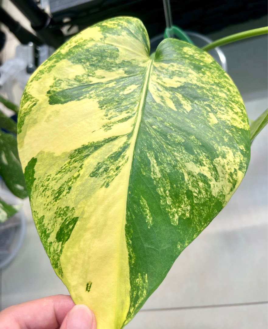 Monstera Deliciosa Yellow Marilyn, Furniture & Home Living, Gardening ...