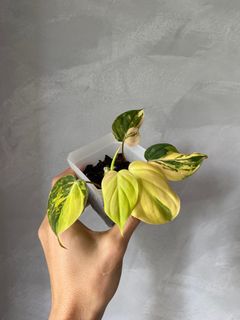 (Category: ) located in . Submitted by pgwplants (Listing ID 1368906895, Image 1). Description: .