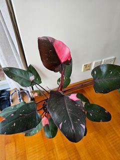 （分類：）位於 。 由 jemchasee13 提交（商品編號 1369947377，圖片 1）。簡介： 。