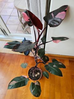 （分類：）位於 。 由 jemchasee13 提交（商品編號 1369947777，圖片 1）。簡介： 。