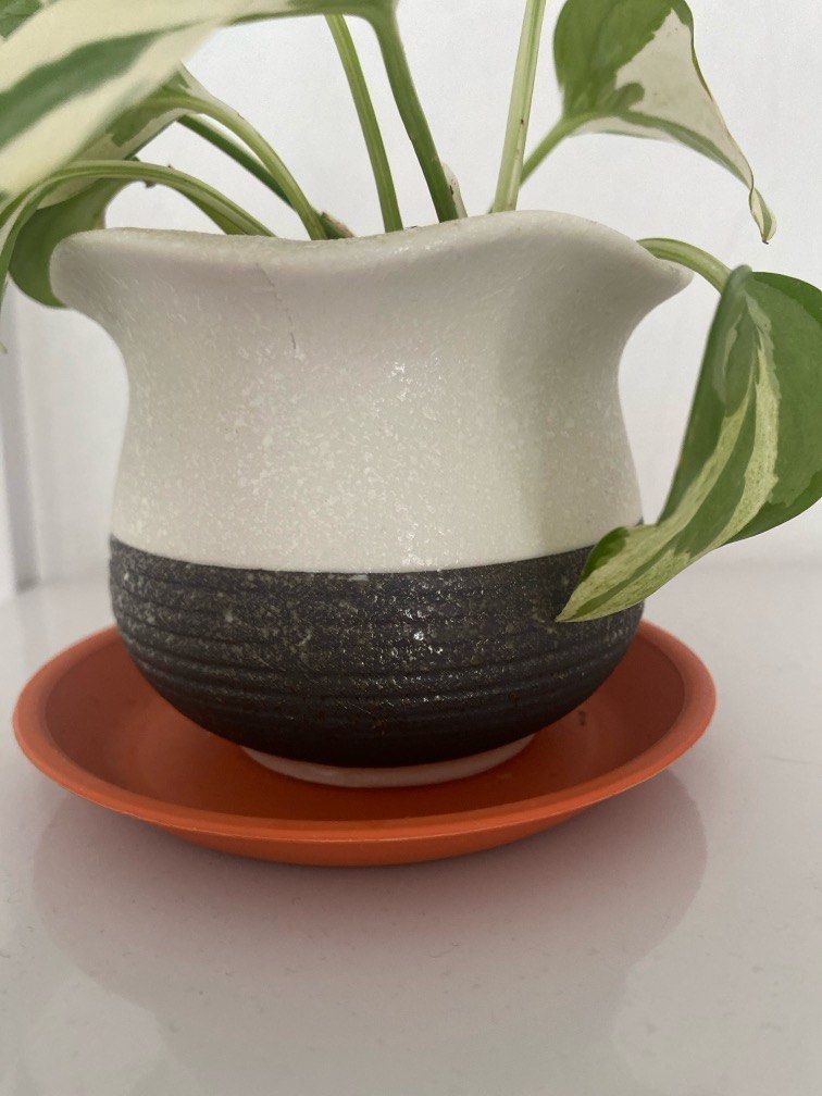 Plant pot/Ceramic Pot ALL FOR $15
