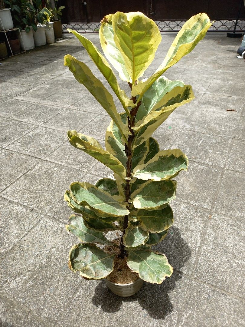 Varigated Fiddle Leaf (Category: Plants & Seeds) located in Quezon City. Submitted by one.thin9.less (Listing ID 1369915773, Image 3). Description: Batasan Hills QC 1 pot only.