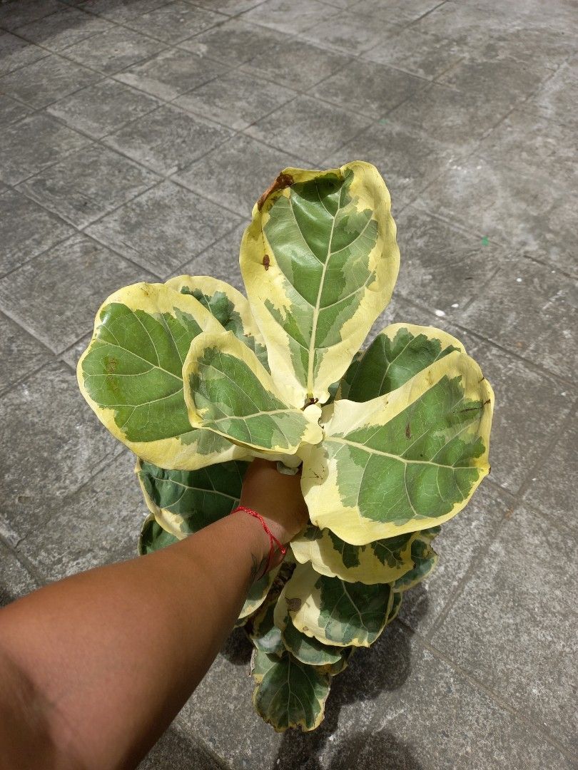 Varigated Fiddle Leaf (Category: Plants & Seeds) located in Quezon City. Submitted by one.thin9.less (Listing ID 1369915773, Image 2). Description: Batasan Hills QC 1 pot only.