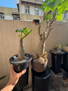 （分類：）位於 。 由 sonnlam_plants 提交（商品編號 1366822308，圖片 1）。簡介： 。