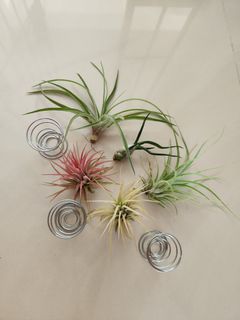 (Category: ) located in . Submitted by sghappyplant (Listing ID 1366796320, Image 1). Description: .