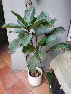 （分類：）位於 。 由 maxfuller 提交（商品編號 1366834227，圖片 1）。簡介： 。