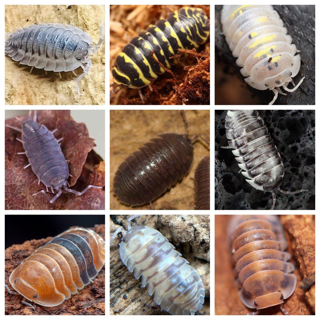 Isopods Pets (Feeder Option) (Category: Pet Food) located in Singapore. Submitted by jawwww (Listing ID 1366787676, Image 1). Description: Isopods Pets (Feeder Option) Looking for an Adorable and Low-Maintenance Pet? 🐾✨ Say hello to Cubaris isopods! These tiny crustaceans make unique and fascinating pets, perfect for kids and adults alike. With their shy nature and captivating patterns, they’re like having your own miniature wildlife exhibit. Wh