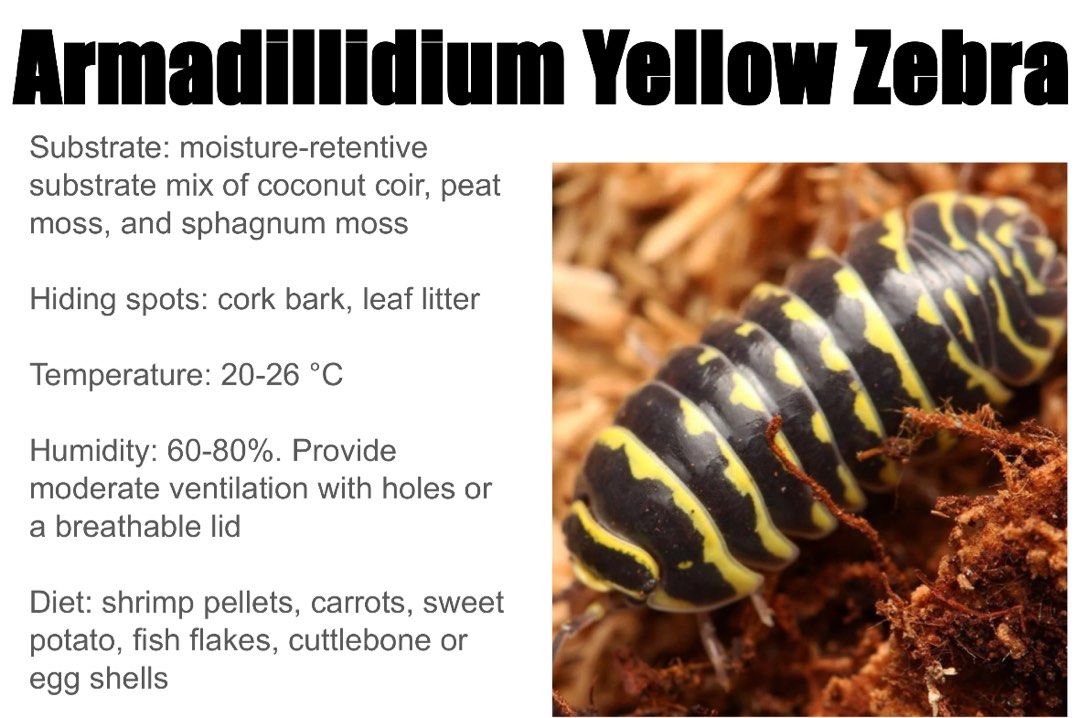 Isopods Pets (Feeder Option) (Category: Pet Food) located in Singapore. Submitted by jawwww (Listing ID 1366787676, Image 3). Description: Isopods Pets (Feeder Option) Looking for an Adorable and Low-Maintenance Pet? 🐾✨ Say hello to Cubaris isopods! These tiny crustaceans make unique and fascinating pets, perfect for kids and adults alike. With their shy nature and captivating patterns, they’re like having your own miniature wildlife exhibit. Wh