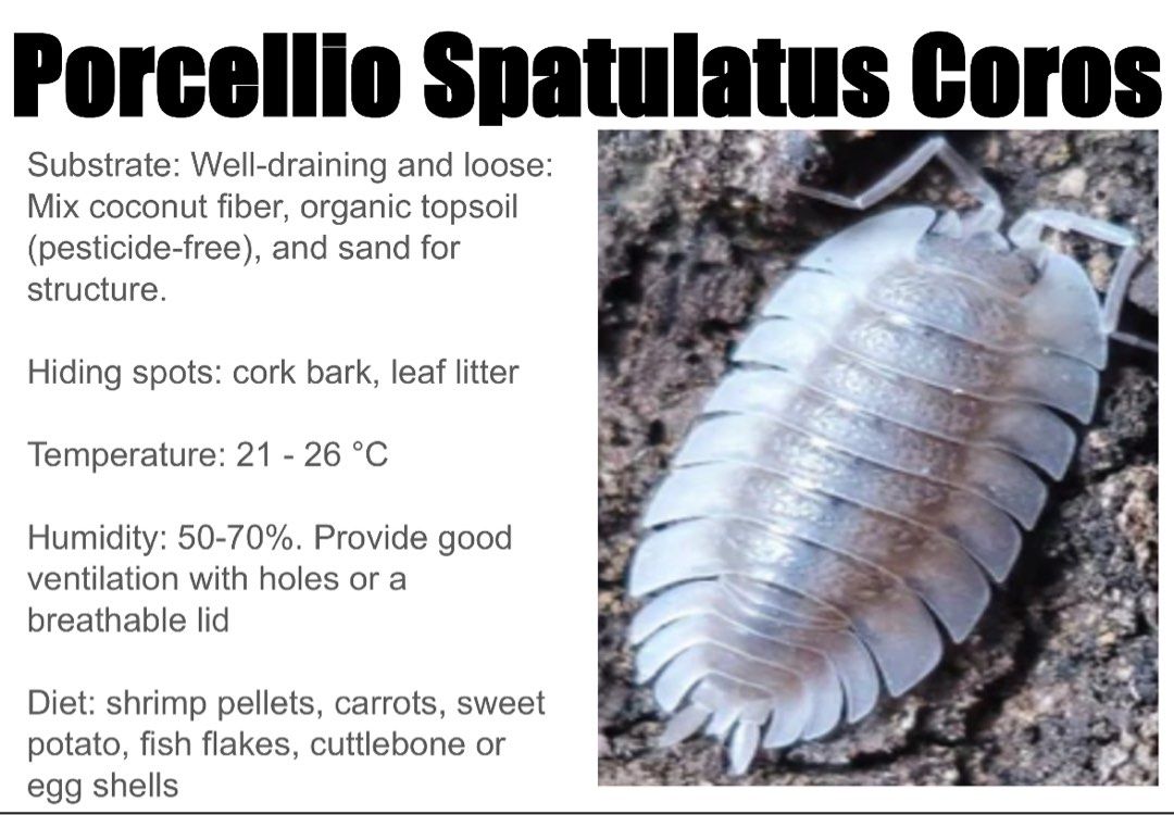 Isopods Pets (Feeder Option) (Category: Pet Food) located in Singapore. Submitted by jawwww (Listing ID 1366787676, Image 2). Description: Isopods Pets (Feeder Option) Looking for an Adorable and Low-Maintenance Pet? 🐾✨ Say hello to Cubaris isopods! These tiny crustaceans make unique and fascinating pets, perfect for kids and adults alike. With their shy nature and captivating patterns, they’re like having your own miniature wildlife exhibit. Wh